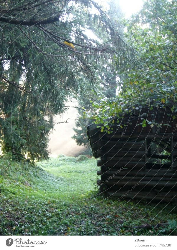 Cottage in the forest Forest Mystic Light Green Nature