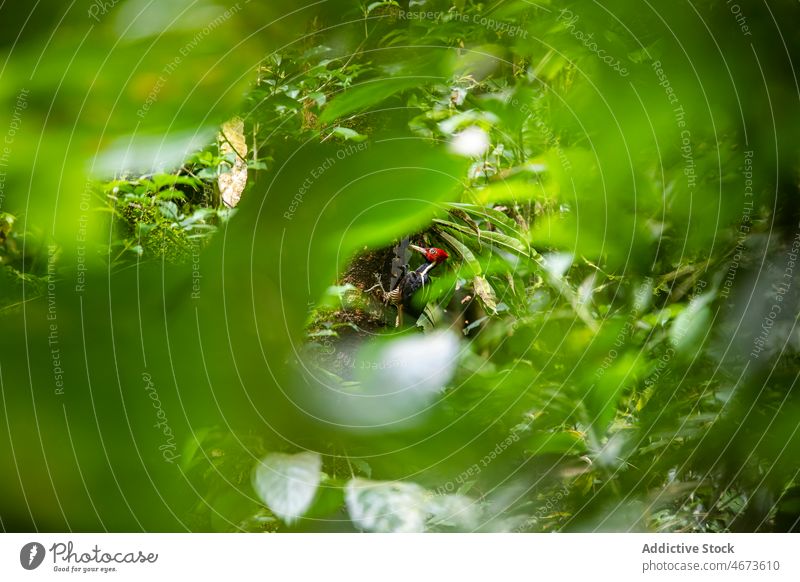 Campephilus principalis on tree in rainforest bird woodpecker campephilus principalis bird watching wildlife foliage knock thicket leaf nature branch twig