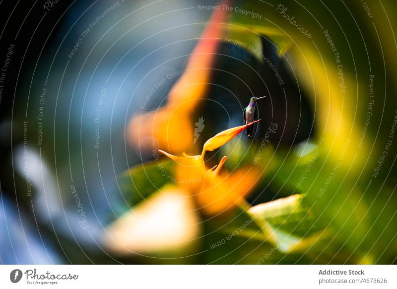 Hummingbird on flower among leaves colibri hummingbird wildlife bird watching heliconia foliage leaf bud blossom inflorescence nature habitat environment