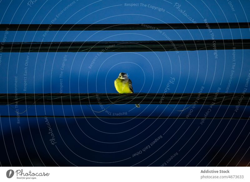 Cyanistes caeruleus on cable in dusk bird eurasian blue tit cyanistes caeruleus wire bird watching wildlife evening sky avian heaven cloudless twilight night