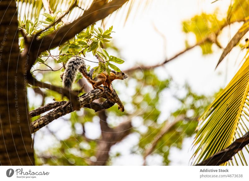 Kinkajou on tree in forest kinkajou animal wild rainforest nature creature specie habitat wildlife rodentia costa rica summer fauna environment cute small brown