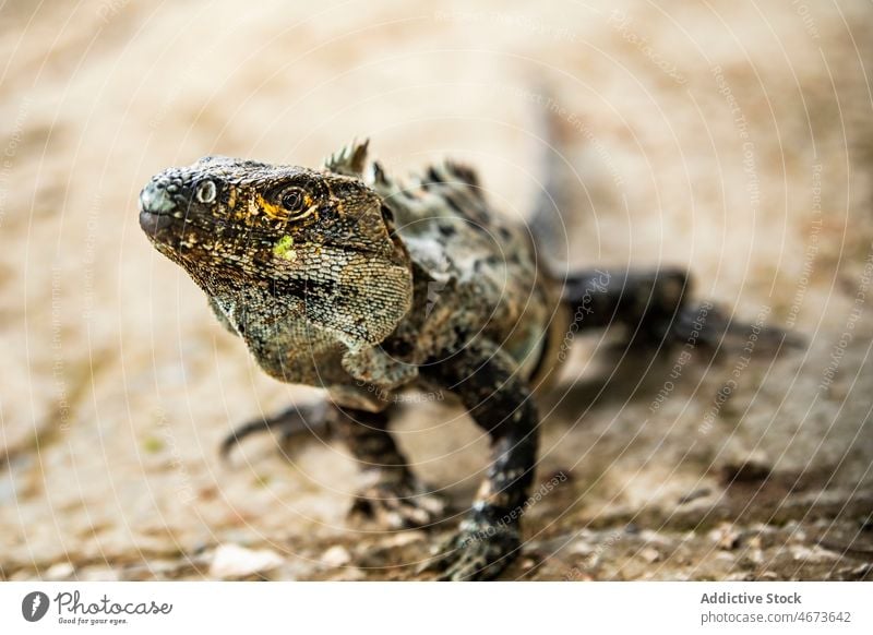 Wild colorful iguana in nature lizard exotic wild habitat specie tropical fauna creature summer summertime forest environment wildlife costa rica woods woodland