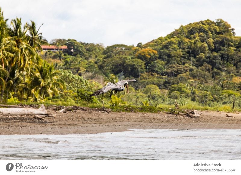 Pelican flying over tropical beach pelican waterbird wildlife ornithology coast shore forest nature summer lush vegetate avian costa rica pelicanidae green