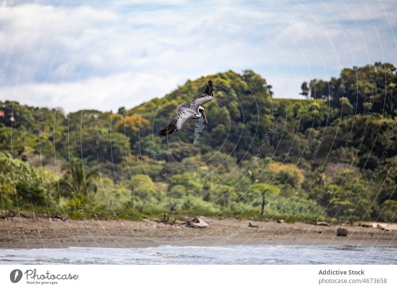 Pelican flying over tropical beach pelican waterbird wildlife ornithology coast shore forest nature summer lush vegetate avian costa rica pelicanidae green