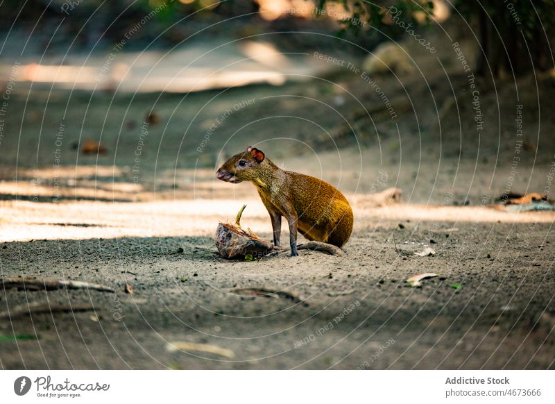 Agouti sitting on path in forest agouti rodent animal wild nature creature specie habitat wildlife dasyprocta rodentia costa rica summer fauna environment cute