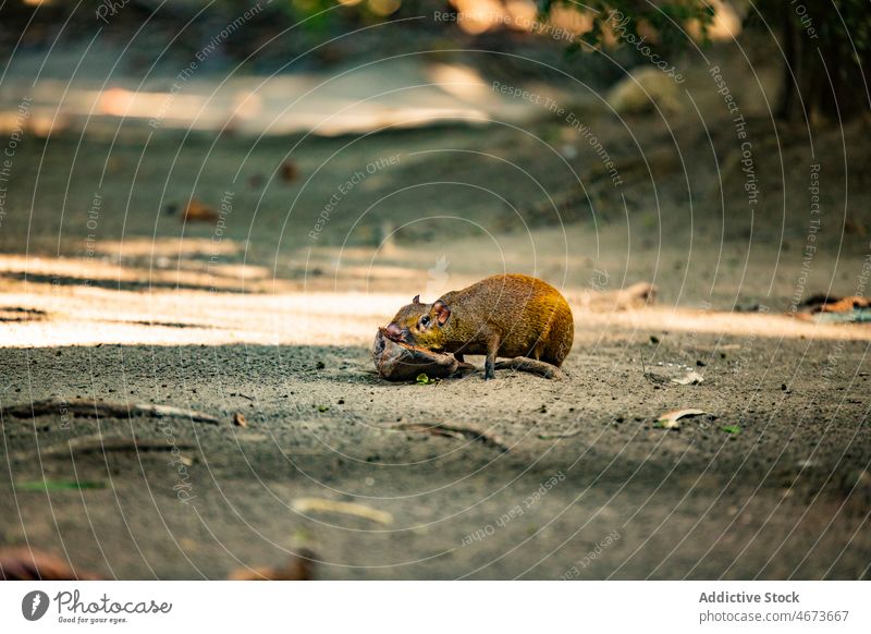 Agouti sitting on path in forest agouti rodent animal wild nature creature specie habitat wildlife dasyprocta rodentia costa rica summer fauna environment cute