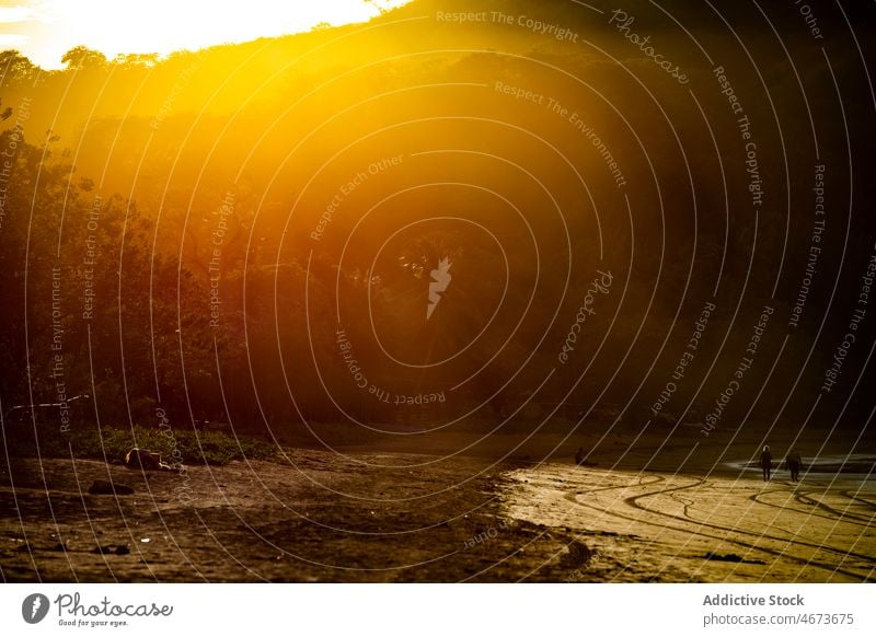 Unrecognizable travelers walking on shore during sunset people tourist resort tree beach rest coast seaside tropical nature water seashore forest plant