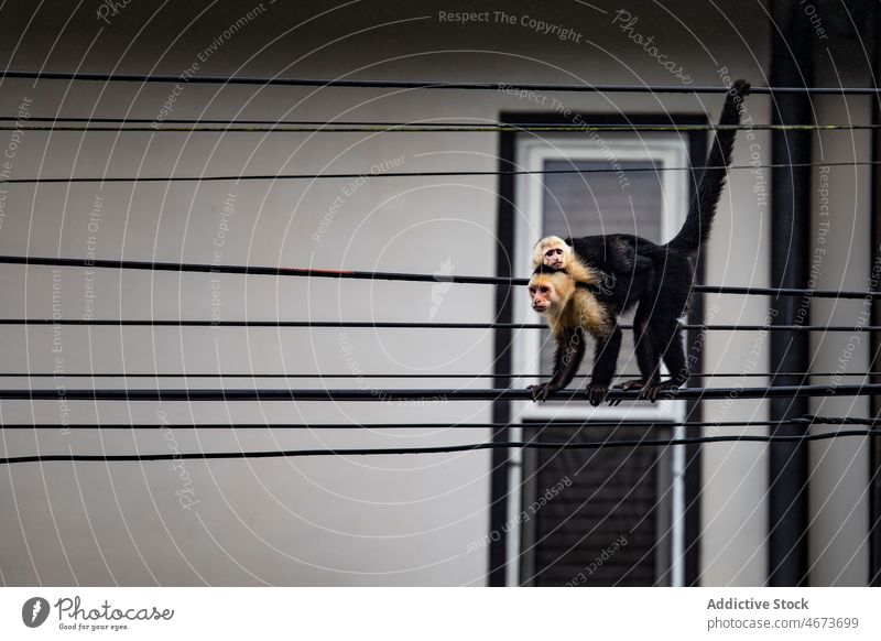 Kaapori capuchins on wires near building kaapori animal monkey street specie habitat exotic window house summer facade fauna environment light mammal creature