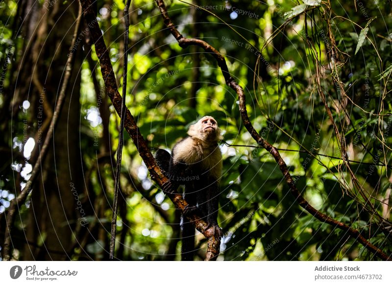 Kaapori capuchin on tree branch kaapori monkey nature tropical forest exotic jungle habitat cebidae costa rica foliage leaf plant summer environment woods flora