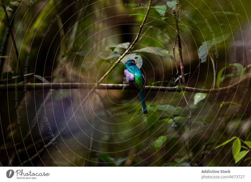 Trogon bird in tropical woods trogon bird watching wildlife branch foliage leaf twig nature woodland forest habitat environment jungle costa rica avian summer