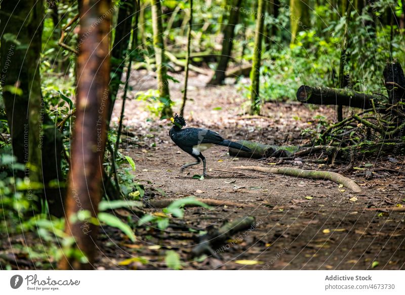 Crax rubra on ground in woods bird crax rubra great curassow nature bird watching woodland forest wildlife habitat environment jungle tropical costa rica avian