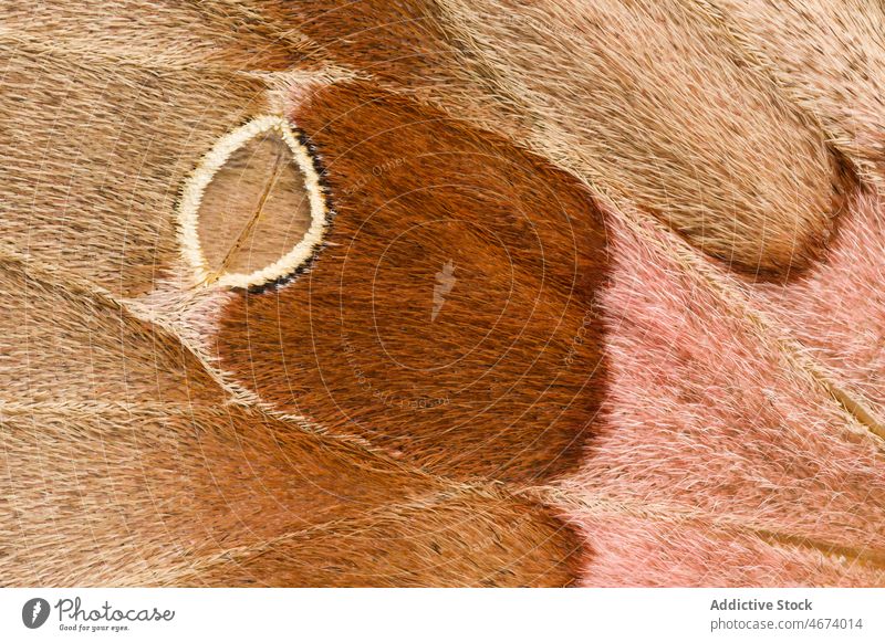 Close up of silk moth wing Antheraea polyphemus abstract brown close up close-up closeup delicate design detail dried specimen entomology giant silk moth