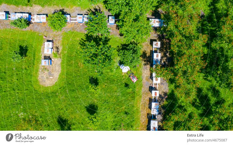 Aerial view of beekeeper as he mowing a lawn in his apiary with a petrol lawn mower Above Agriculture Apiarist Apiary Apiculture Bee Beehive Beekeeper