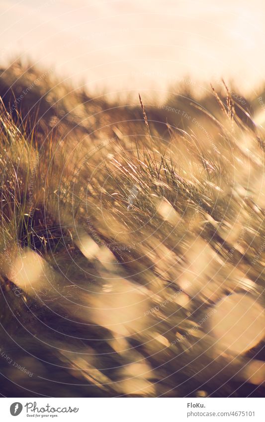 Golden light over the Danish coast North Sea Beach Ocean Plant Sun sunshine Grass Nature Marram grass dunes North Sea coast Denmark travel good weather