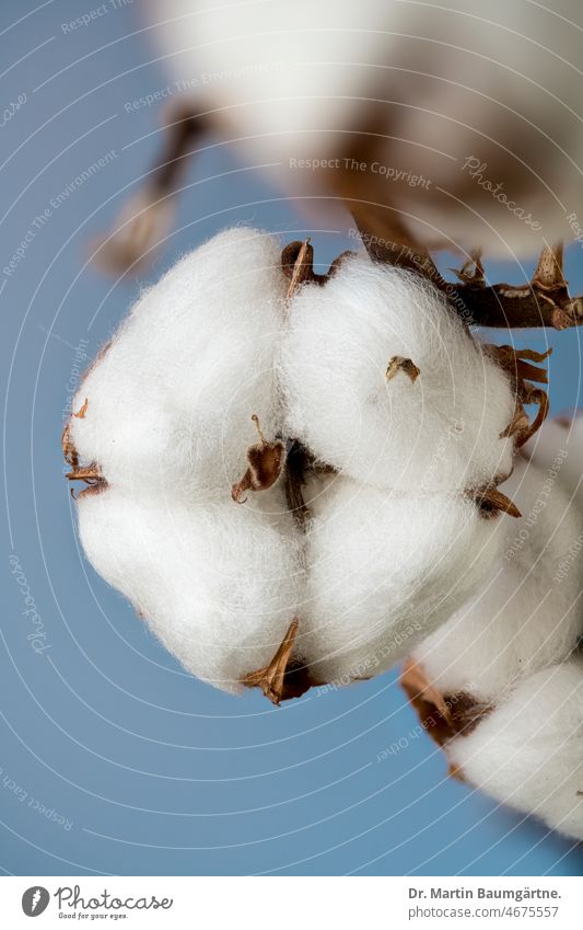 Cotton, inflorescence, hairy seeds Cotton plant Plant fibre plant crop Gossypium Fruit Seed head Sámen pilous Semen hairs Trichomes Malvaceae Mallow plants