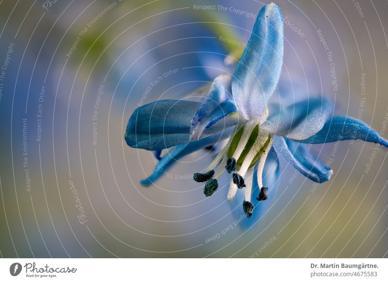 Scilla sibirica, Asparaginaceae, flower sibirica scilla Blossom Spring Flowering bulb flower Geophyte Blue Close-up Plant asparaguses Ornamental flower