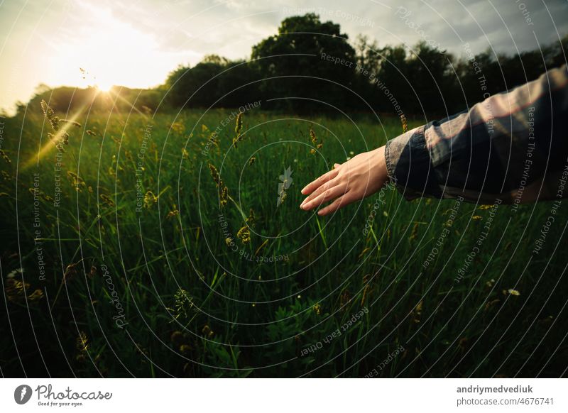 Close up of a woman's hand touching green grass in sunset light. selective focus nature plant field human growth natural background macro land spring color