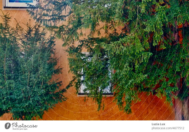 Colorful facade and needle green House (Residential Structure) Facade house wall Old Orange luminescent colourful conifers Green urban Contrast Rich in contrast