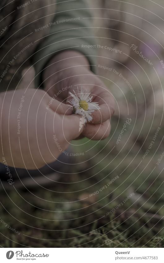 Hands of a child with daisies Daisy Child hands Flower Playing Human being Fingers Infancy Environmental protection 3 - 8 years Leisure and hobbies Nature Joy