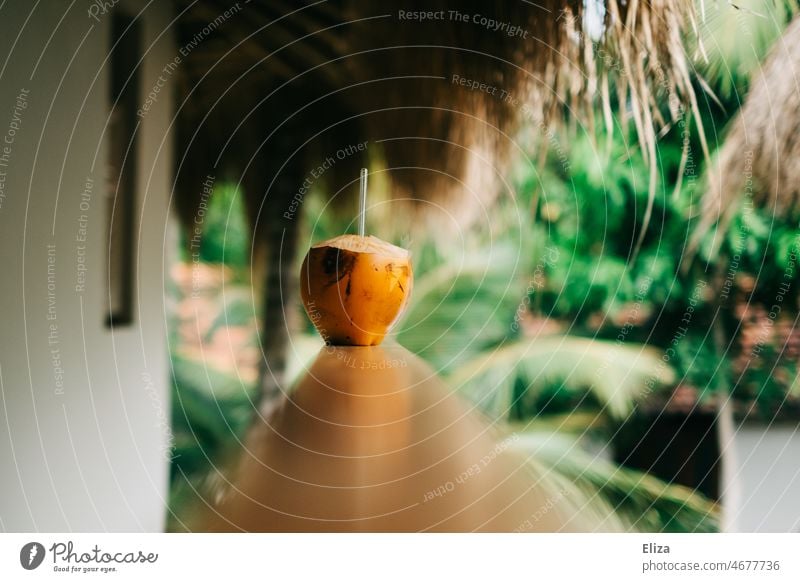 Drinking coconut in the tropics Coconut straw palms Exotic Tropical vacation Summer Nature Green Paradise Vacation & Travel