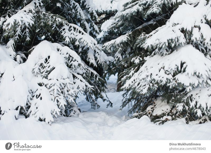 Winter forest with snow on spruce trees branches. Snowy nature background with fir trees. Wilderness nature after snowfall, cold frosty freezing weather. Spruce