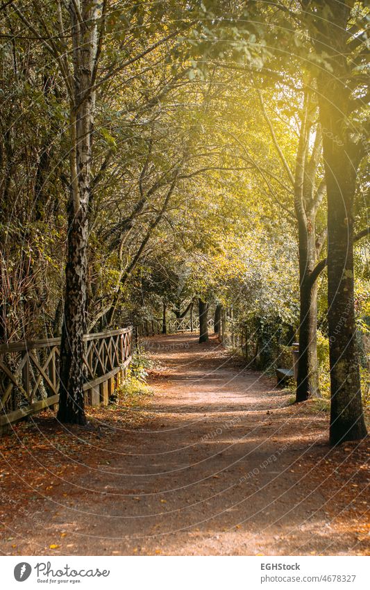 Path through the woods in the forest at sunset path landscape no people hike way park tree nature outdoor environment green sunlight foliage woodland footpath