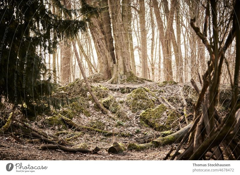 Mystical shot in forest, tree on hill from old stones Abstract background bark pretty Black Brown Dark Day Design Dream Environment Forest Frame framed Green