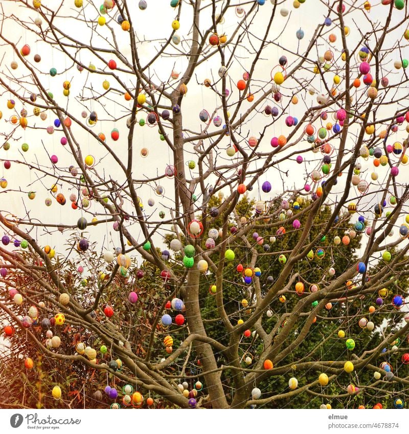 Animal love I hundreds of colorful Easter eggs hanging on a tree / Easter Egg Tree Spring Love of animals Moody Collection variegated Emotions oversized