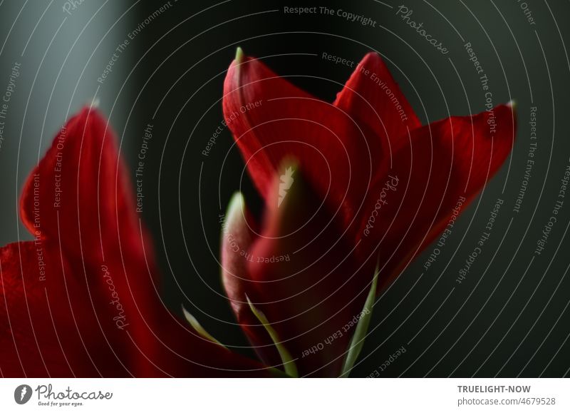 The silent dance of red amaryllis petals in the morning light - a meditation in motion amaryllis flower Red Amaryllis amaryllidaceae Hippeastrum Blossom Hybrids