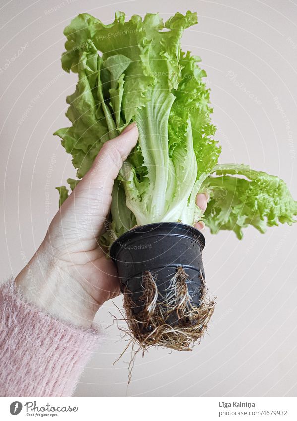 Hand holding green salad in pot Pot Pot plant Kitchen Plant Green Leaf Growth Nutrition Foliage plant Nature Herbs and spices Organic produce Day Healthy Food