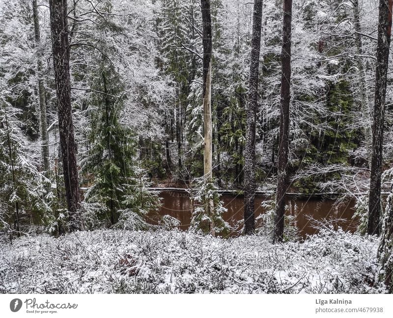 Trees in winter Winter Cold Snow Winter's day Winter mood Winter forest Snow layer Landscape Weather chill Frost Nature Snowscape White winter landscape Seasons