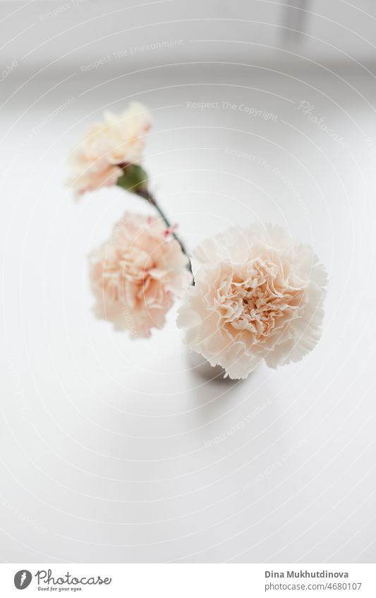 Light and airy photo of three peach color pink carnations bouquet in a small vase on windowsill isolated on white background. Floral vertical backdrop. Romantic surprise.