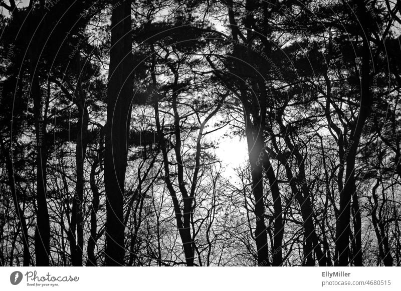 Light in the dark forest darkness trees Forest Black & white photo Bright spot Dark Deserted Nature Moody Landscape Mysterious Spooky Calm Mystery naturally