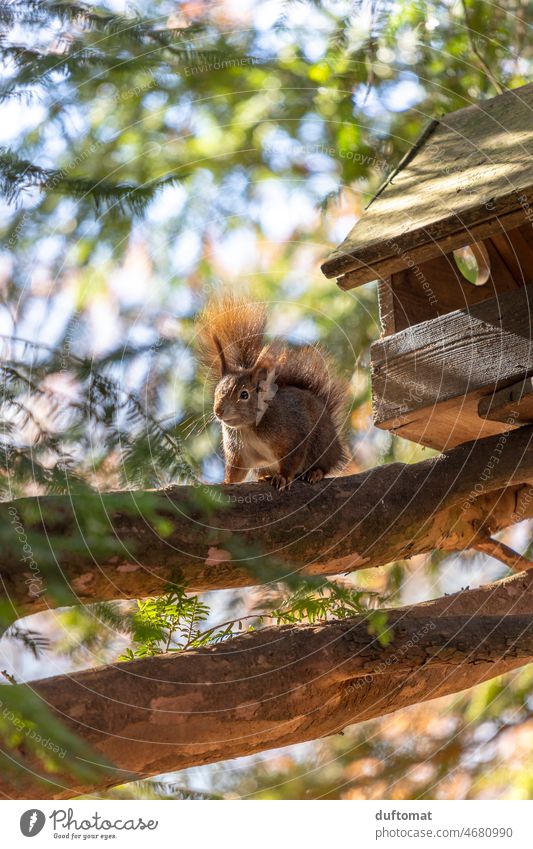 Squirrel in tree near feeding station Animal Nature Winter coat Wild Tree Soft Pelt Forest European squirrel Cute cuddly soft Branch sciurus vulgaris