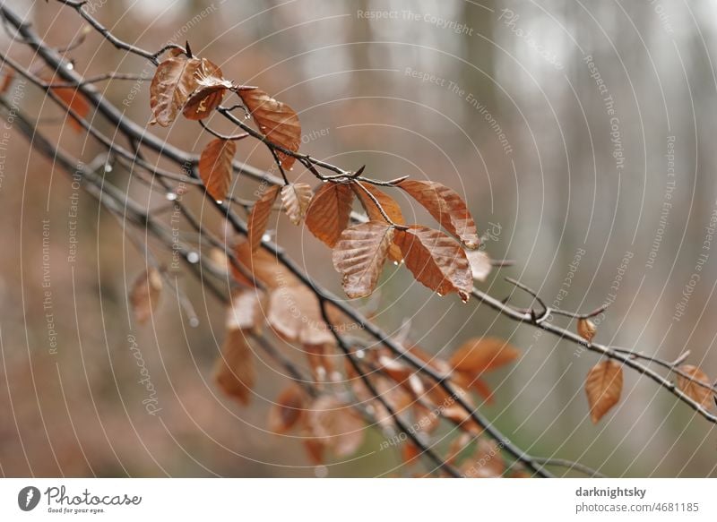 Leaves of a beech in detail, Fachs in a forest Twigs and branches Contrast Treetop Tree bark Beautiful weather Sunlight Deciduous tree Calm Green Day Beech leaf