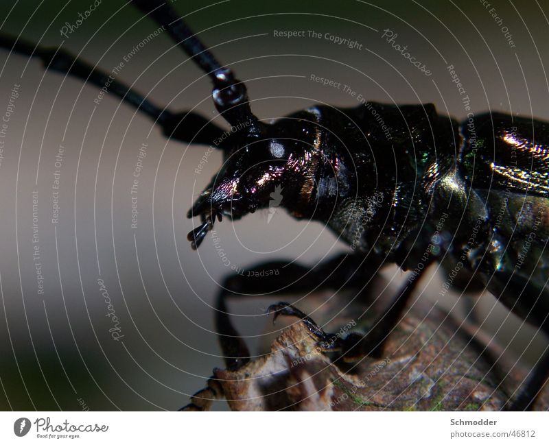 crawling beech Insect Black Feeler Beetle Branch Macro (Extreme close-up)