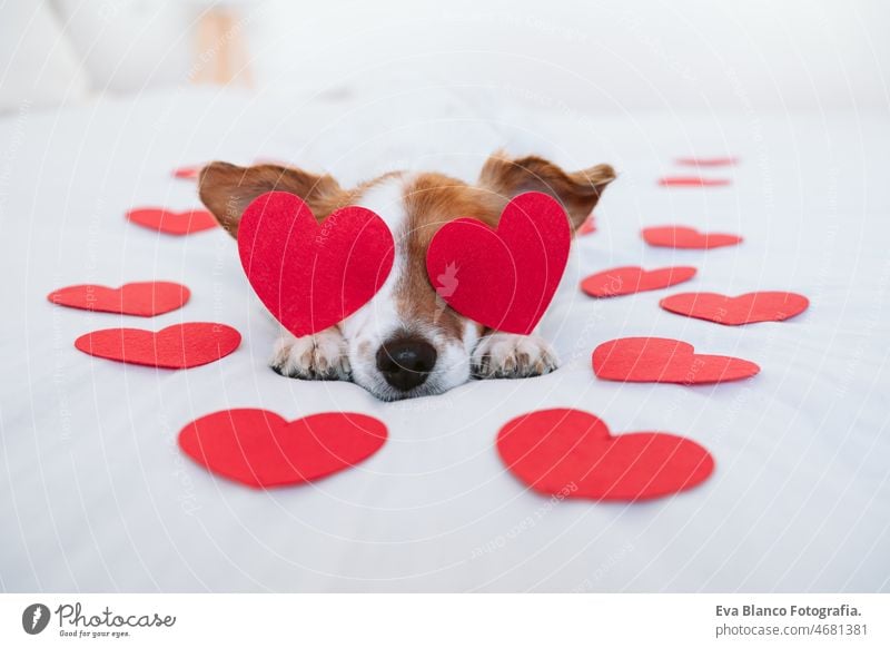 cute jack russell dog at home with red love roses and hearts, romance Valentines concept valentines balloon bed indoors adorable letter board small lovely doggy