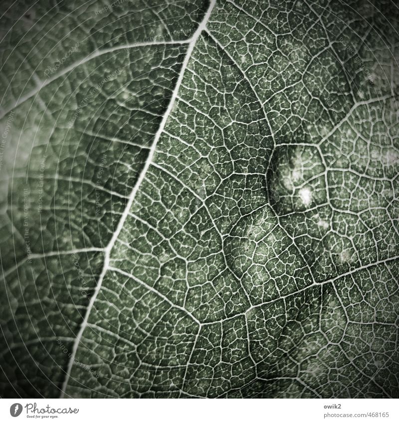 wickerwork Environment Nature Leaf Near Natural grey-green Rachis Vignetting Copy Space Narrow Many Fisheye Colour photo Subdued colour Close-up Detail