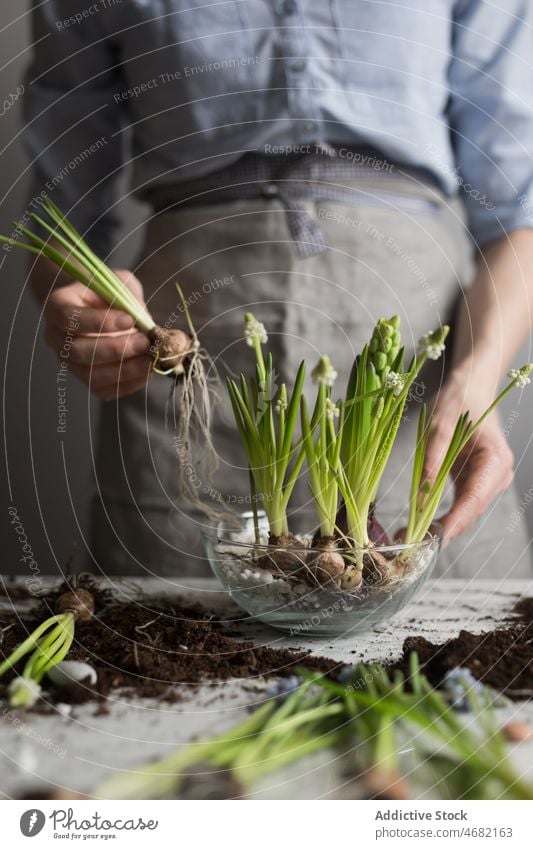 Crop woman planting flowers in pot at table seedling spring hyacinth gardener soil cultivate female horticulture potted glass fresh season natural grow growth