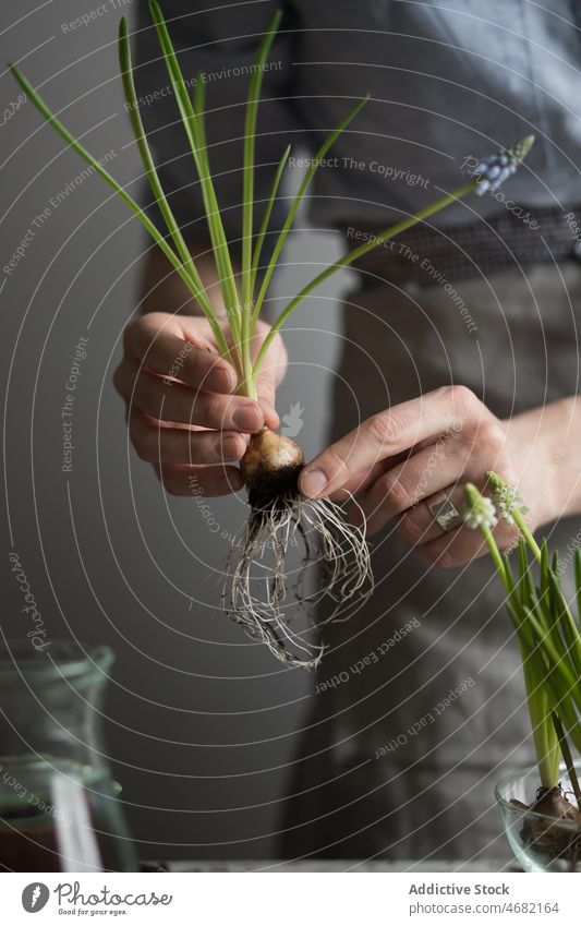 Crop woman planting flowers in pot bulb seedling spring hyacinth gardener soil cultivate female horticulture potted table glass fresh season natural grow growth