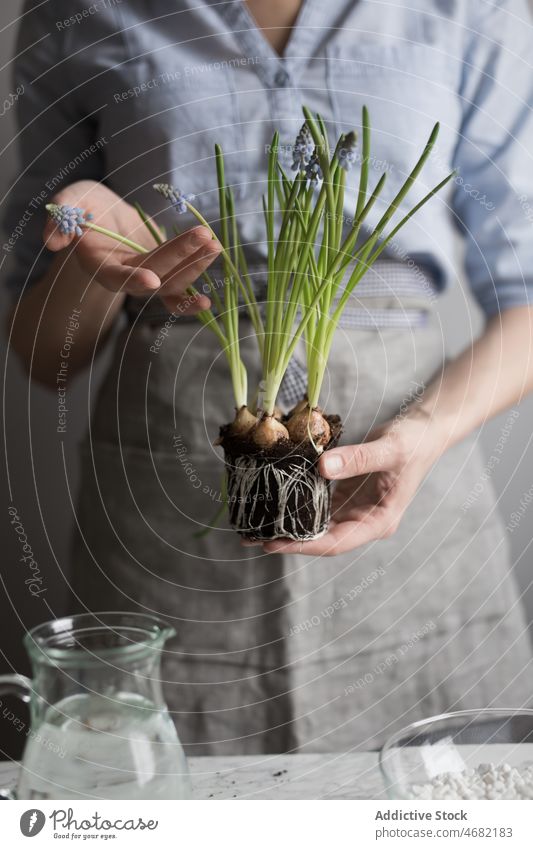 Crop woman with hyacinth seedling in pot gardener flower purple fresh bloom cultivate natural female blossom flora floral violet botany plant apron fragrant