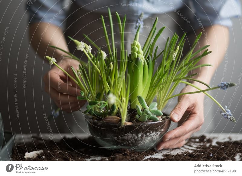 Crop woman planting flowers in pot at table seedling spring hyacinth gardener soil cultivate female horticulture potted glass fresh season natural grow growth