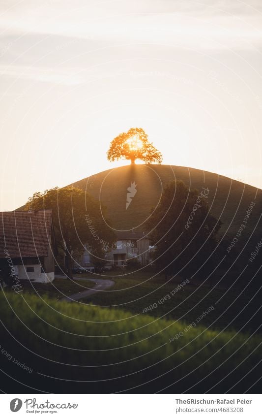 Sun rays in tree near a farm hirzel Back-light trees Courtyard Barn Grass Meadow Sunlight Sunset Moody