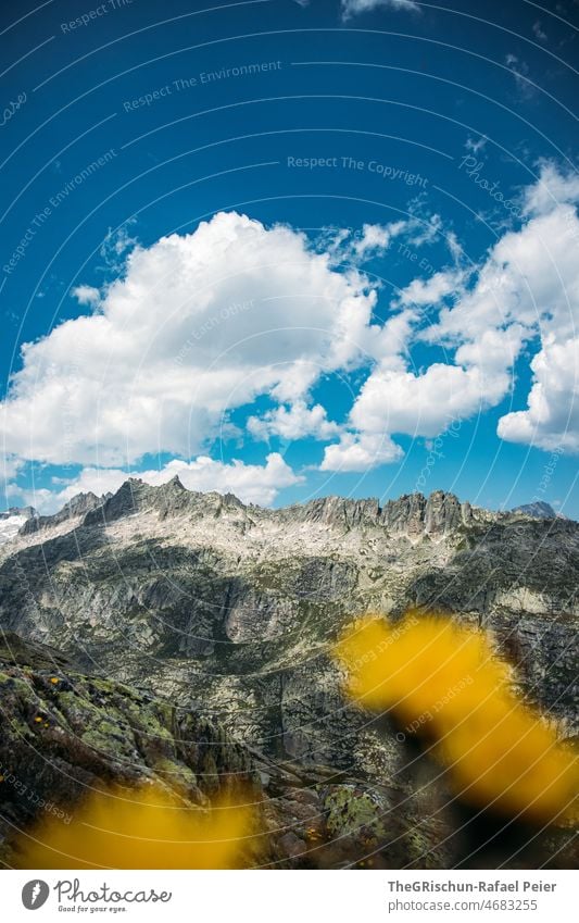 Flower in front of mountains Mountain Clouds Blue sky harsh Switzerland Alps