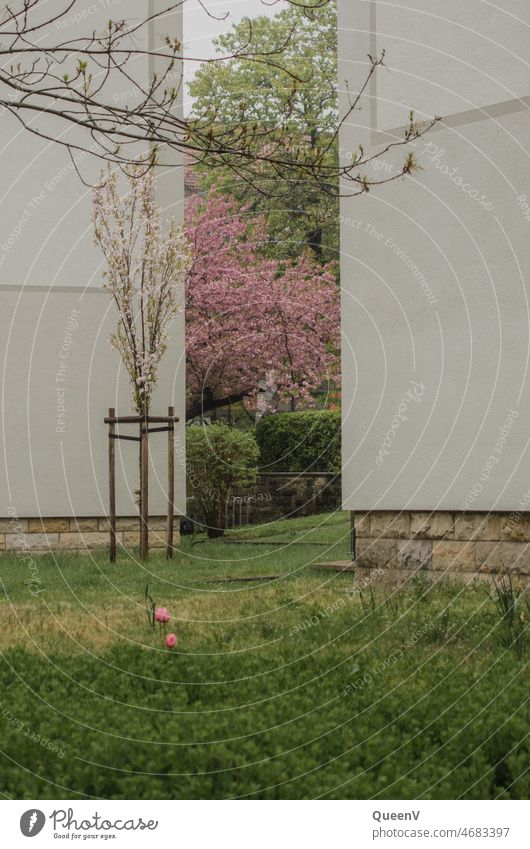 Garden plot between two buildings in spring Spring neighbourhood flowers Plant Nature Flower Blossom Blossoming City life Town Neighbours family house Pink