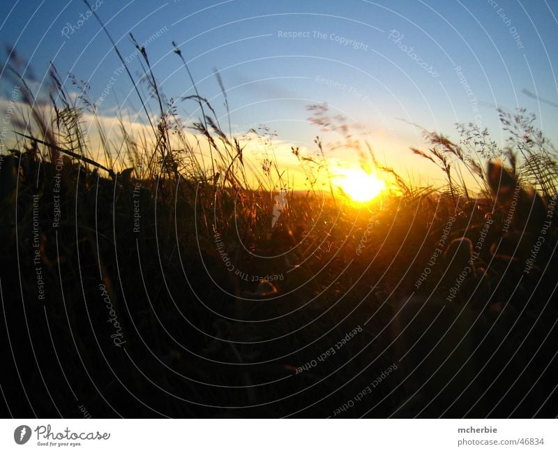 Sunset in the grass Grass Summer Iceland Clouds Light Moody Blade of grass Back-light Sky