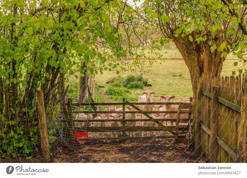 Flock of sheep standing behind wooden gate Sheep Goal Willow tree Meadow Farm Lamb animals Fence Rural Gate Agriculture Fenced in Safety Livestock Landscape