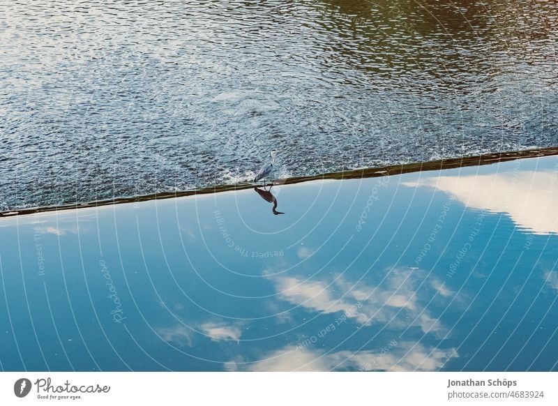 Heron on edge in river in Görlitz River goerlitz Mirror image Reflection in the water Bird Animal Water Exterior shot Nature Colour photo Deserted Clouds