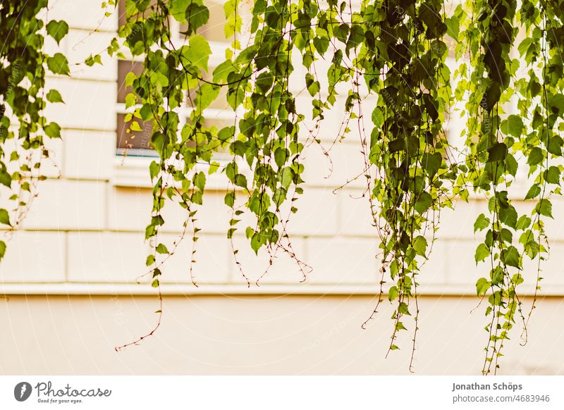 green tendrils from roof in front of house wall vine plants Town Vista leaves Old town Roof Green Facade Colour photo Deserted Exterior shot Wall (building)