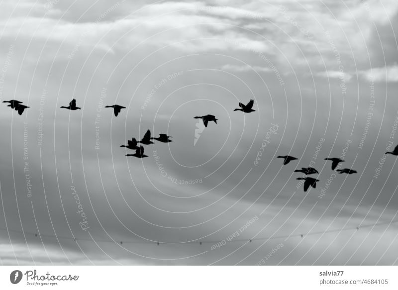 Geese fly in the group Flight of the birds goose flight Flying Migratory birds Sky Group of animals bird migration Freedom Nature Movement Bird Flock of birds